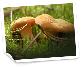 casinostugan casino free spins